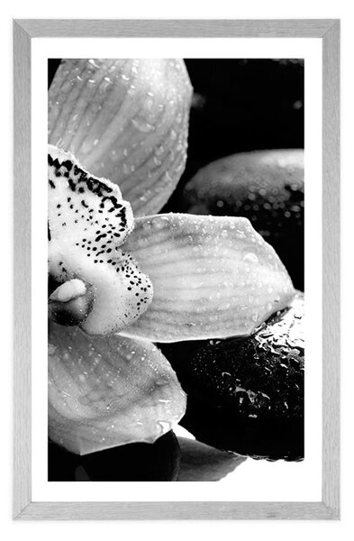 Poszter paszportuval exotikus orchidea fekete fehérben