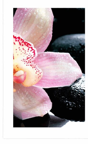 Poszter paszportuval exotikus orchidea