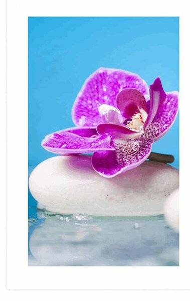 Poszter paszportuval orchidea Zen kövek