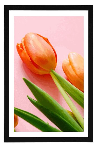 Poszter paszportuval elegáns tulipán