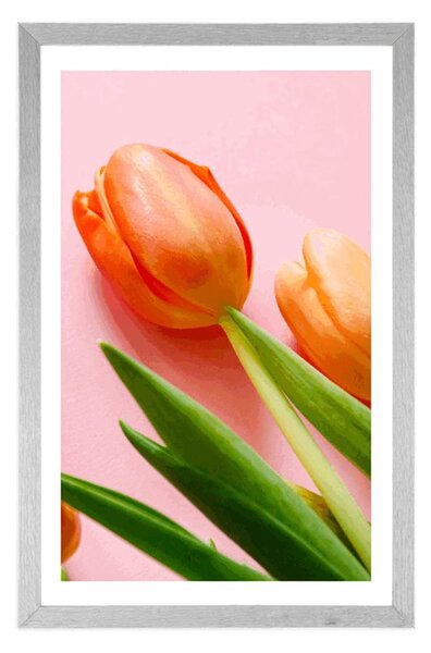 Poszter paszportuval elegáns tulipán