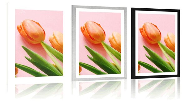 Poszter paszportuval elegáns tulipán