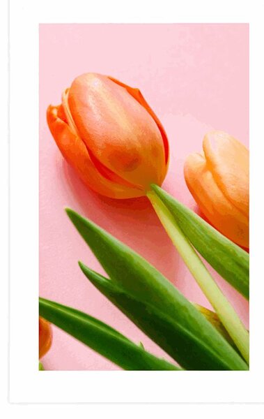 Poszter paszportuval elegáns tulipán