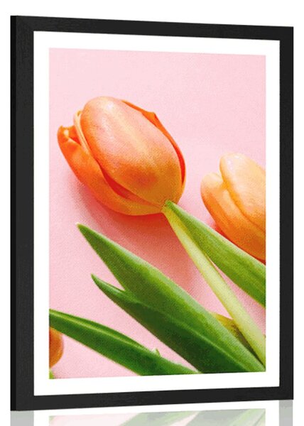 Poszter paszportuval elegáns tulipán