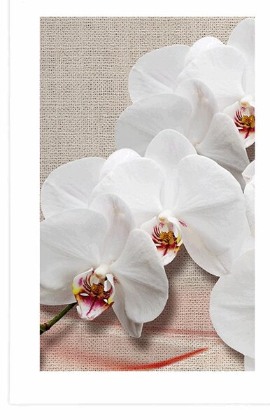 Poszter paszportuval fehér orchidea vásznon