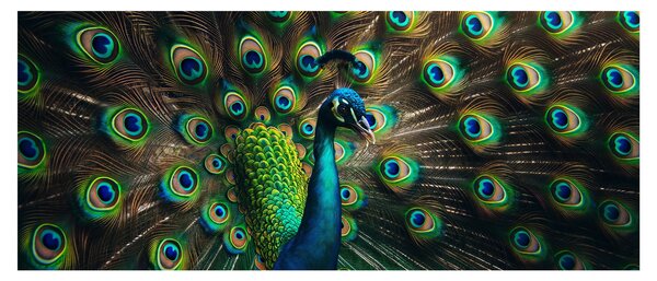 Kép – Pávatoll (120x50 cm)