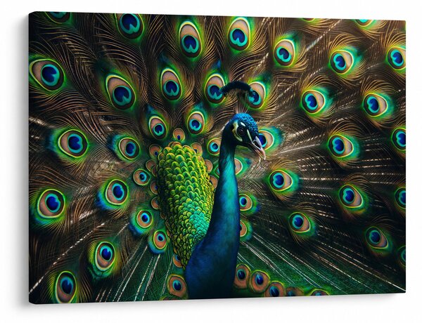 Kép – Pávatoll (70x50 cm)