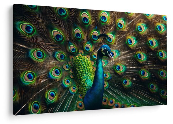 Kép – Pávatoll (90x60 cm)