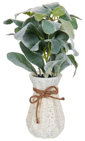 Műnövény PEPEROMIA ARGYREIA 30 cm Zöld