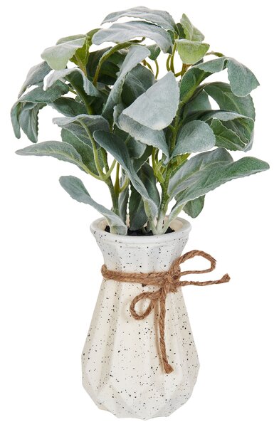 Műnövény PEPEROMIA ARGYREIA 30 cm Zöld