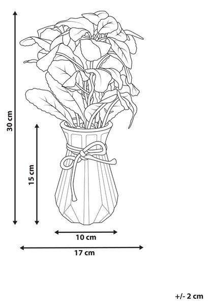Műnövény PEPEROMIA ARGYREIA 30 cm Zöld