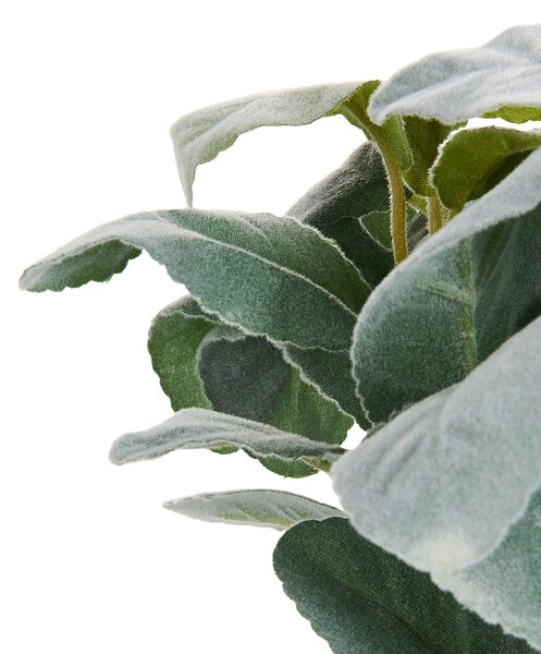 Műnövény PEPEROMIA ARGYREIA 30 cm Zöld