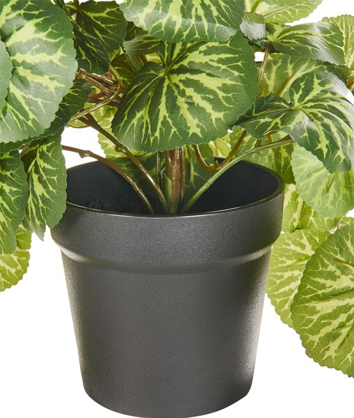 Műnövény függőcserépben STRAWBERRY BEGONIA 37 cm Zöld