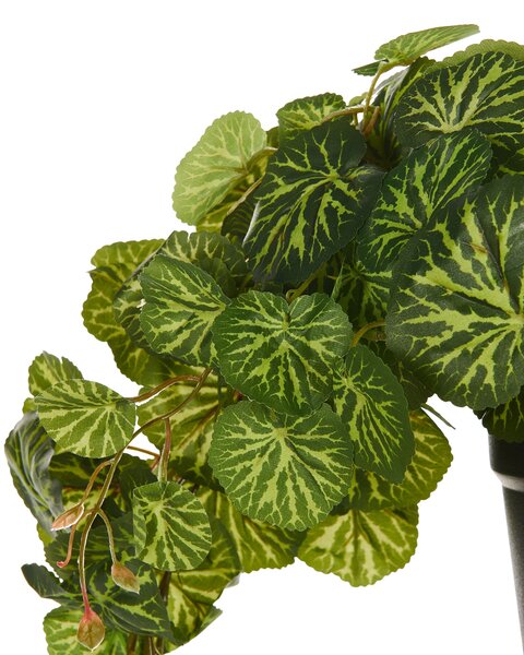 Műnövény függőcserépben STRAWBERRY BEGONIA 37 cm Zöld