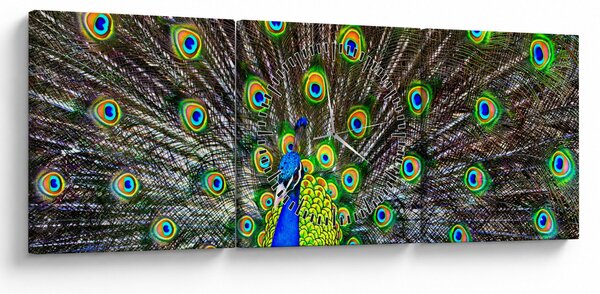 Kép - Páva (órával) (90x30 cm)