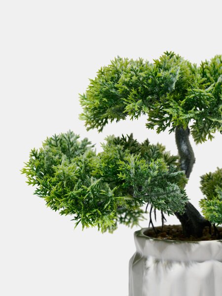 Sinsay - Dísznövény cserépben – bonsai fa - zöld