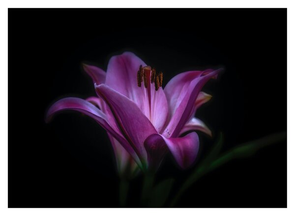 A liliom képe (üvegen) (70x50 cm)