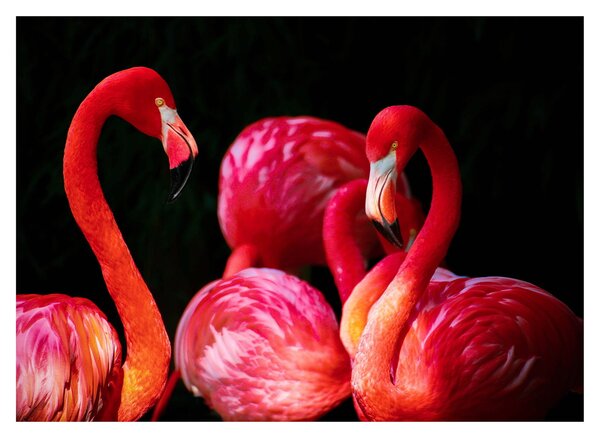 Vörös flamingók képe (üvegen) (70x50 cm)