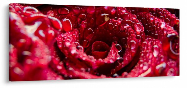 Vörös rózsa virágzata képe (120x50 cm)
