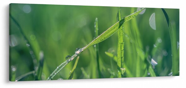 Harmat cseppek képe (120x50 cm)