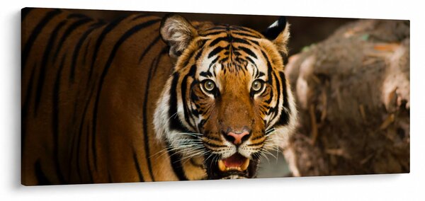 Tigris képe (120x50 cm)