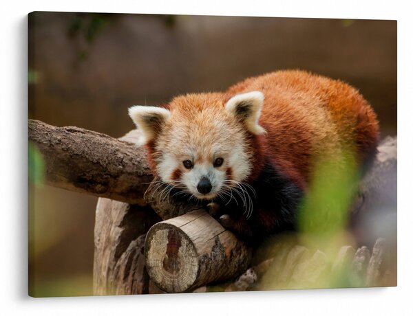 Vörös panda képe (70x50 cm)