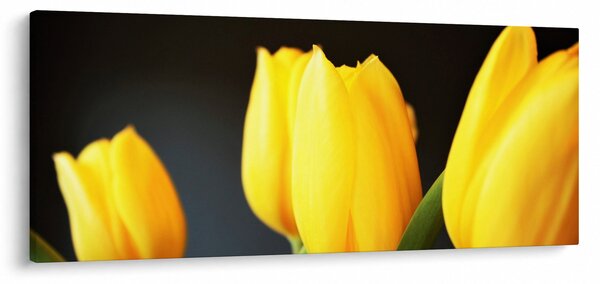 Tulipán képe (120x50 cm)