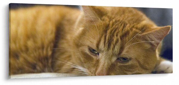Macska képe (120x50 cm)