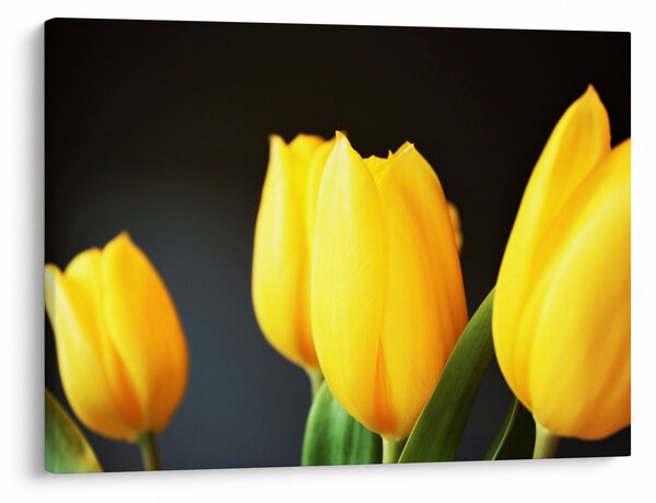 Tulipán képe (70x50 cm)