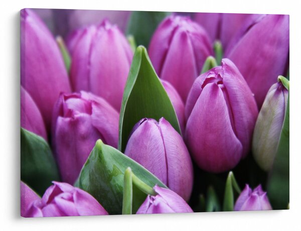 Kép - tulipánok (70x50 cm)