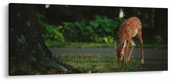 Gida képe (120x50 cm)