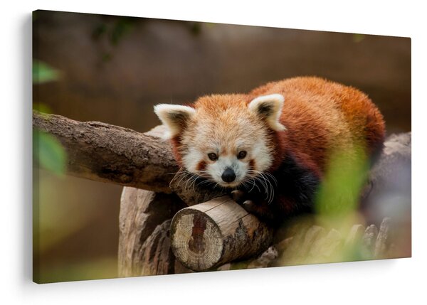 Vörös panda képe (90x60 cm)