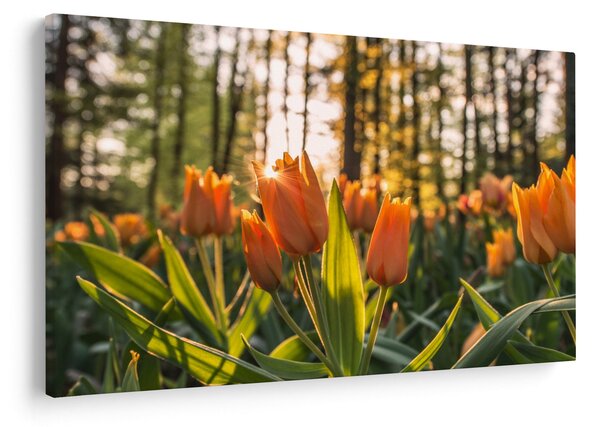 Kép - tulipánok (90x60 cm)