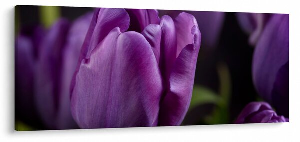 Tulipán vírág képe (120x50 cm)