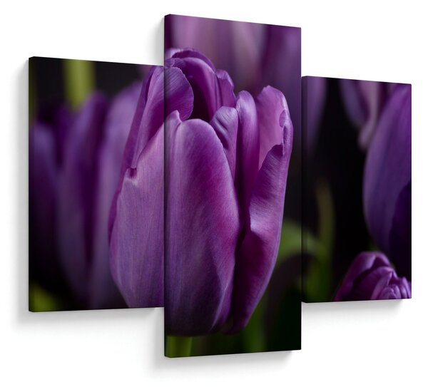 Tulipán vírág képe (90x60 cm)