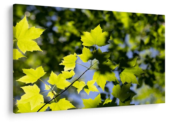 Kép - juhar levelek (90x60 cm)