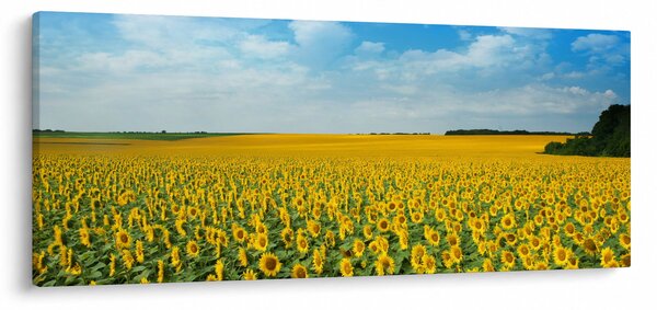 Kép - napraforgó (120x50 cm)