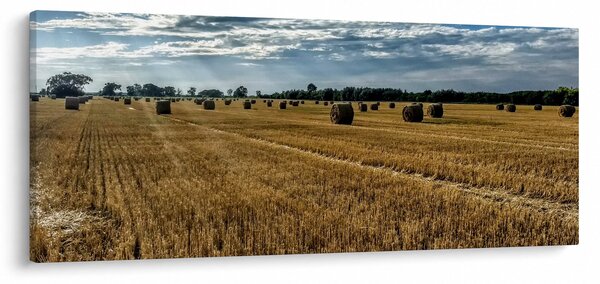 Betakarított gabona mező képe (120x50 cm)