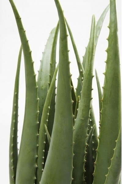 KARE Design Műaloe Dekoratív Növény 69 cm