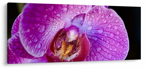 Részletes kép az orchidea virágról (120x50 cm)