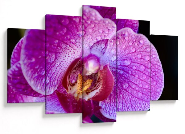 Részletes kép az orchidea virágról (150x105 cm)