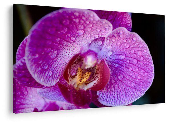 Részletes kép az orchidea virágról (90x60 cm)