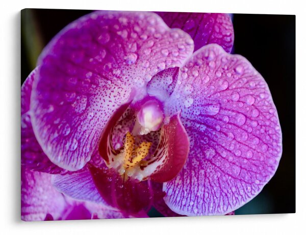 Részletes kép az orchidea virágról (70x50 cm)
