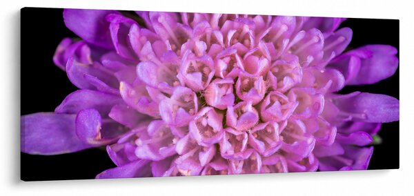 Részletes virágkép (120x50 cm)