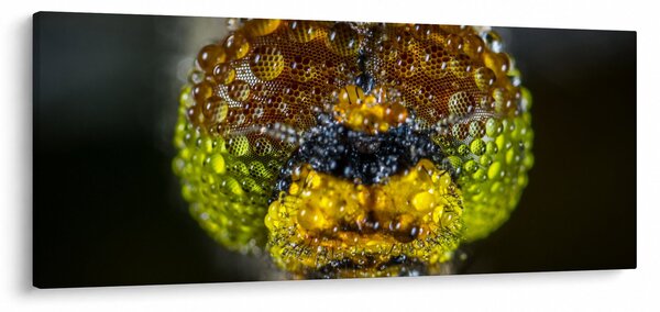 Részletes kép a rovar szemről (120x50 cm)