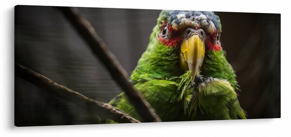 Papagáj képe (120x50 cm)