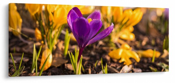 Lila virágok képe (120x50 cm)