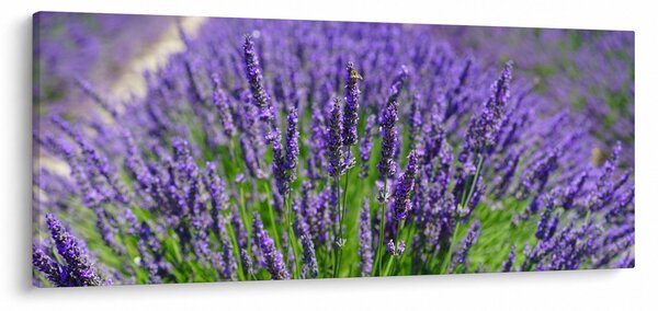 Kép - levandula (120x50 cm)