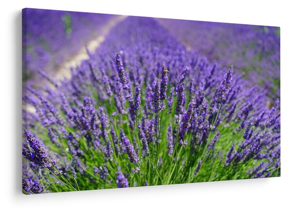 Kép - levandula (90x60 cm)