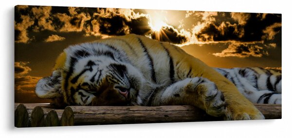 Alvó tigris képe (120x50 cm)